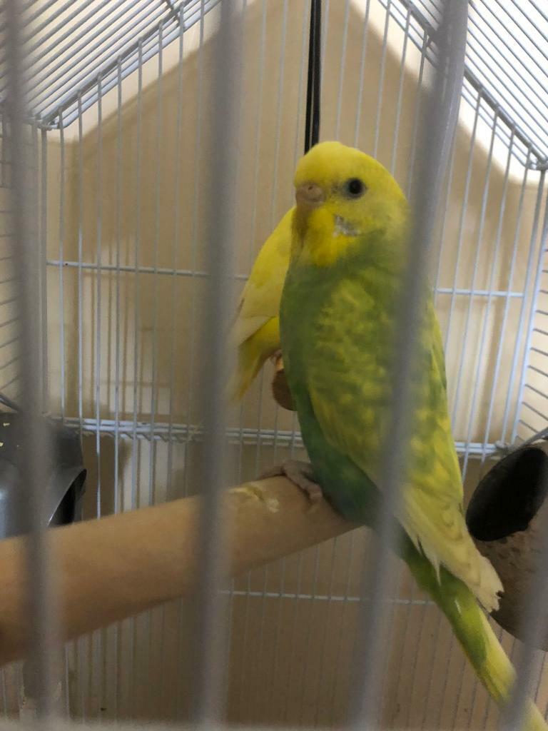 gumtree budgies